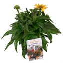 Bild von VP Echinacea P19 knop Sombrero Lemon Yellow